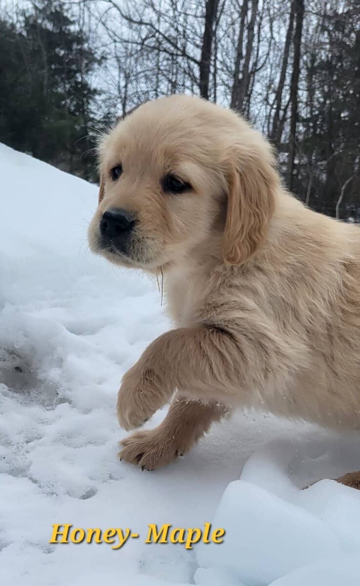 Golden Retriever puppies image 2