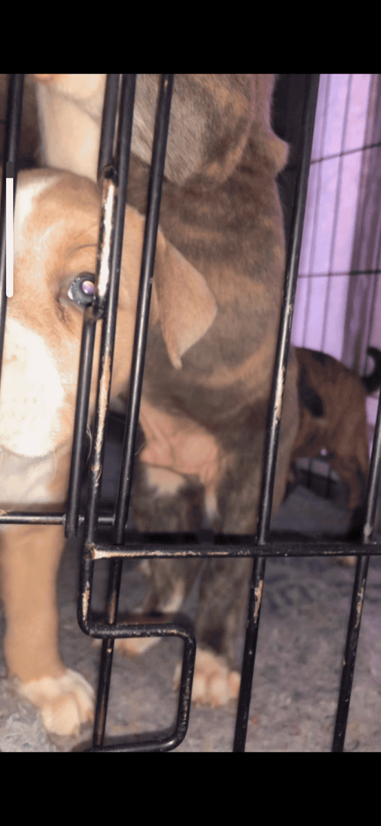 PitBull Puppies image 2