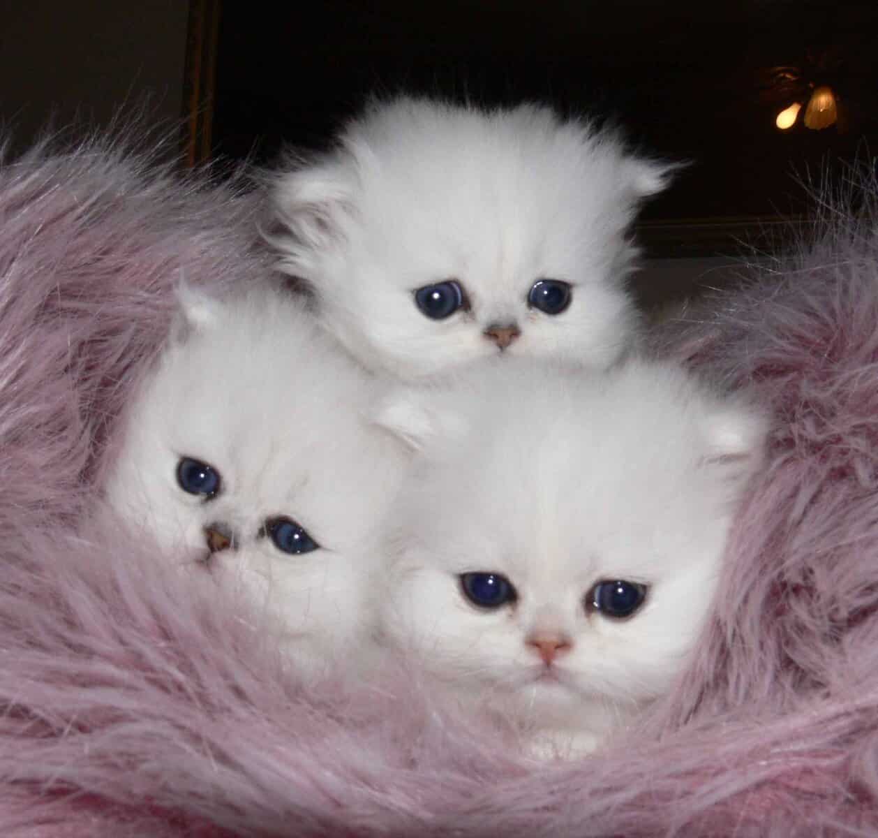 Persian Kittens image 1