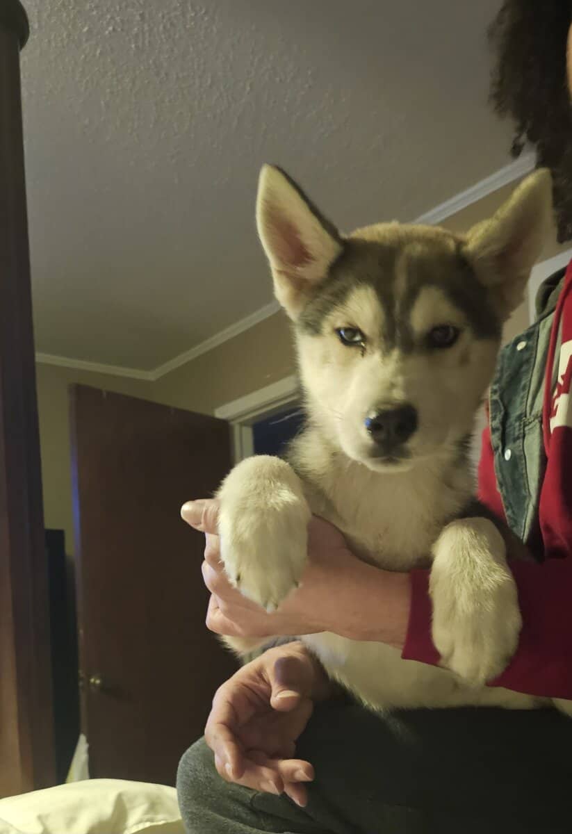 Adopt Husky already house Trained image 1