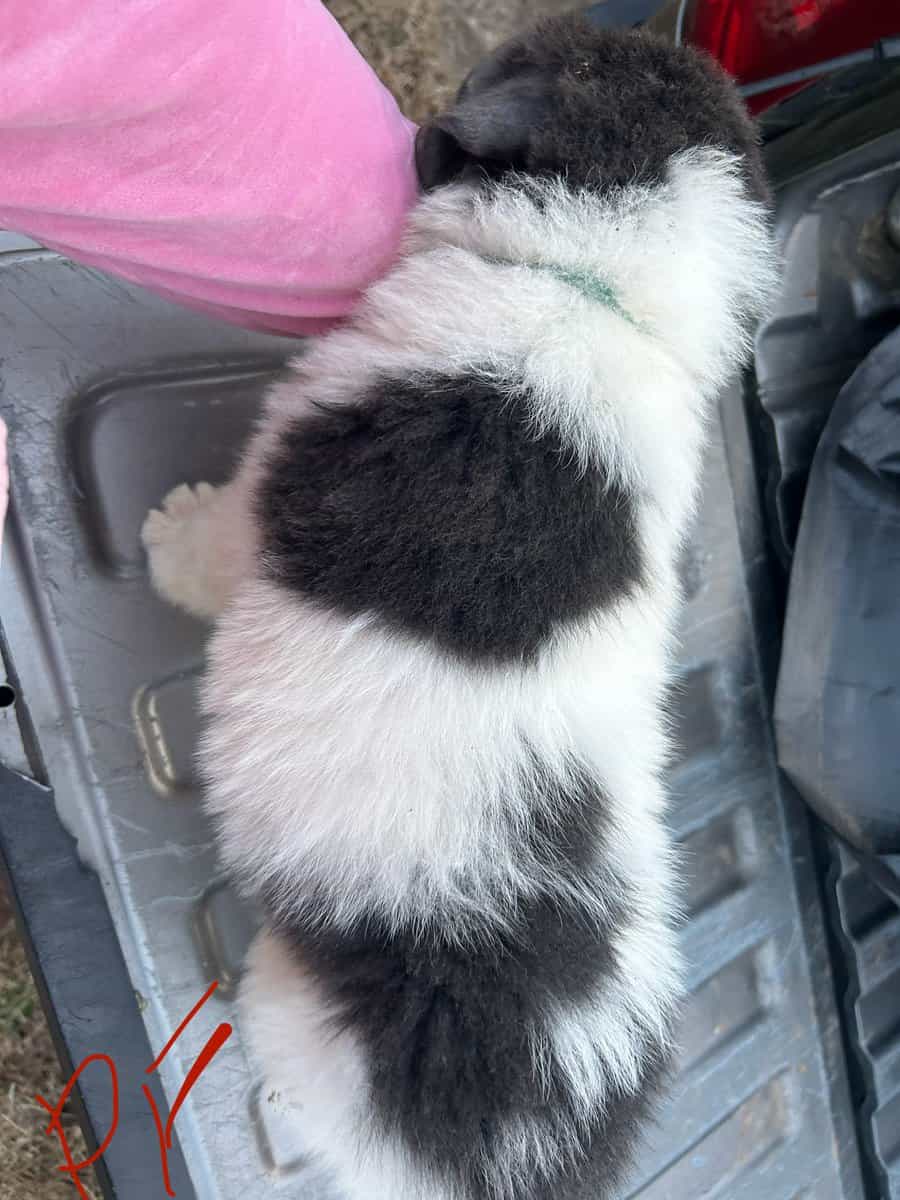 Newfoundland x Great Pyrenees image 6