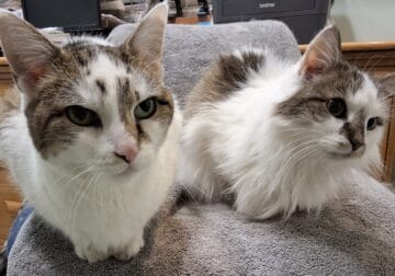 two cats looking for new home together; free