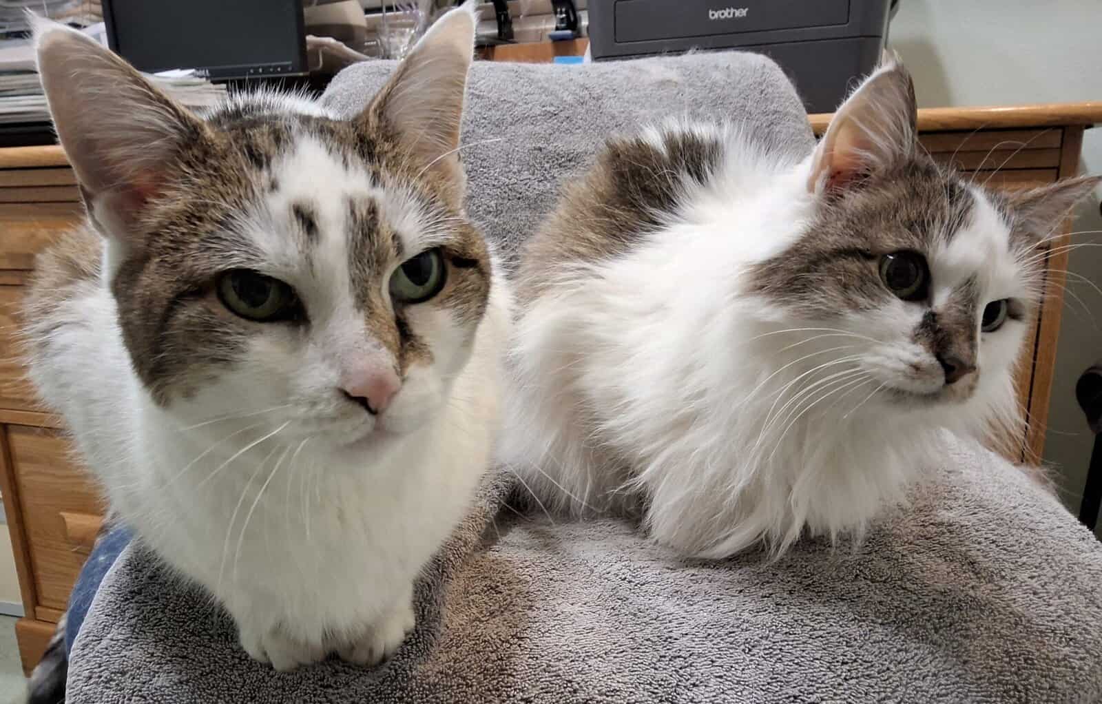 two cats looking for new home together; free image 1