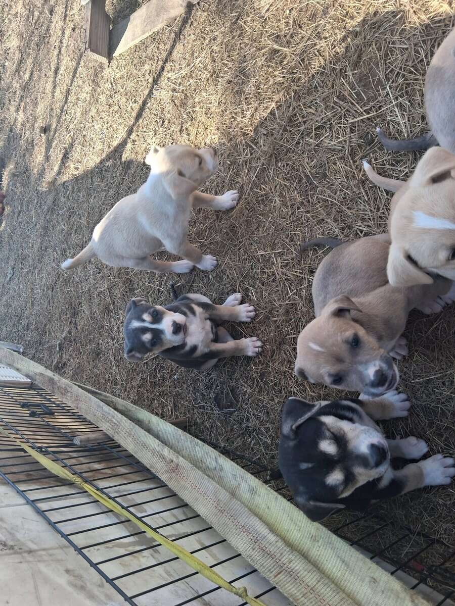 Free puppies image 2