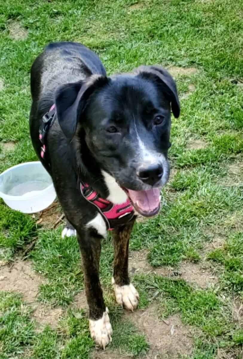 Lab Mix 5Y F Spayed image 1