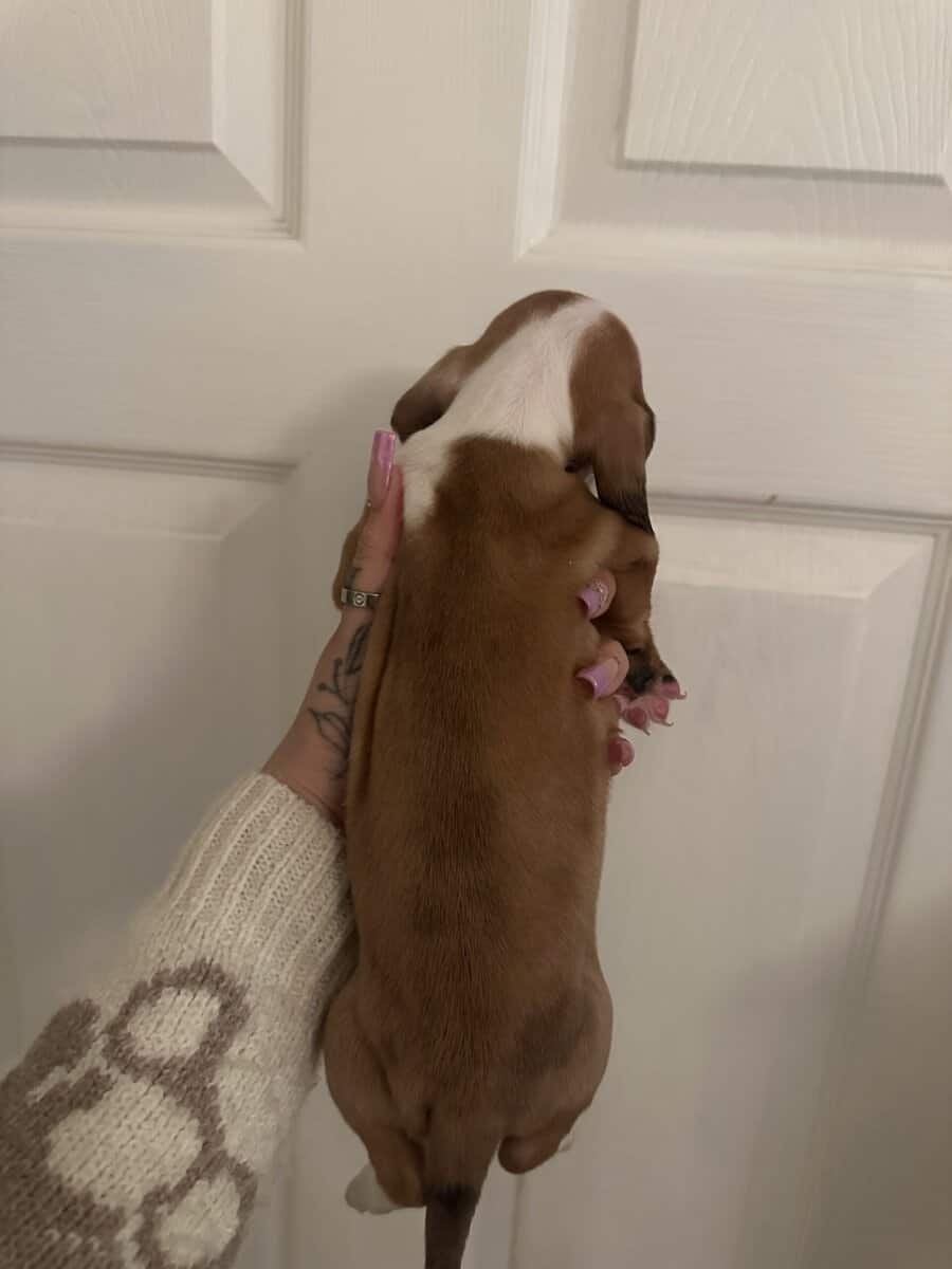 Dachshund Puppies image 2
