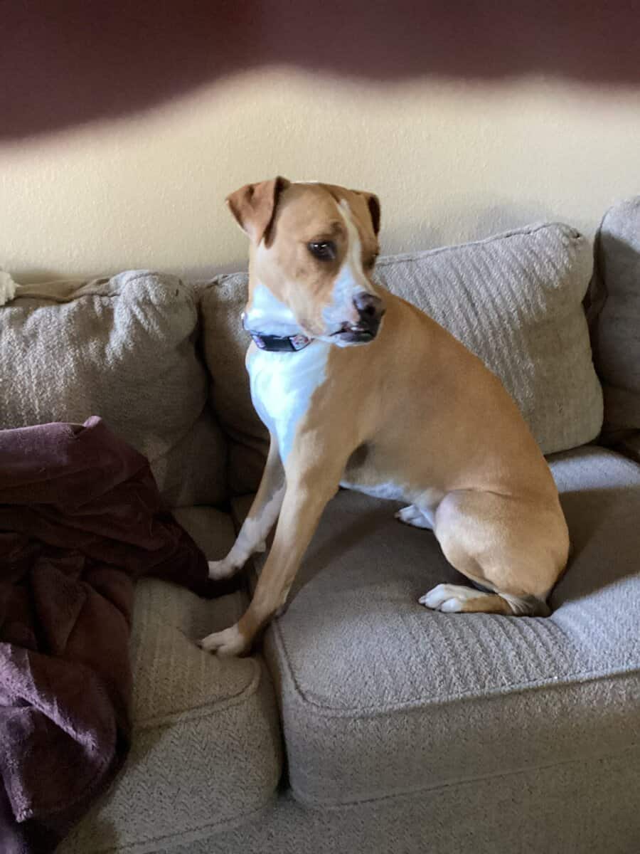 Fostered Boxer sisters need a forever home image 2