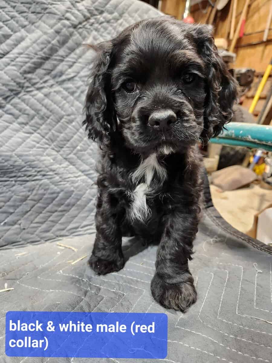 Cocker Spaniel Puppies image 1