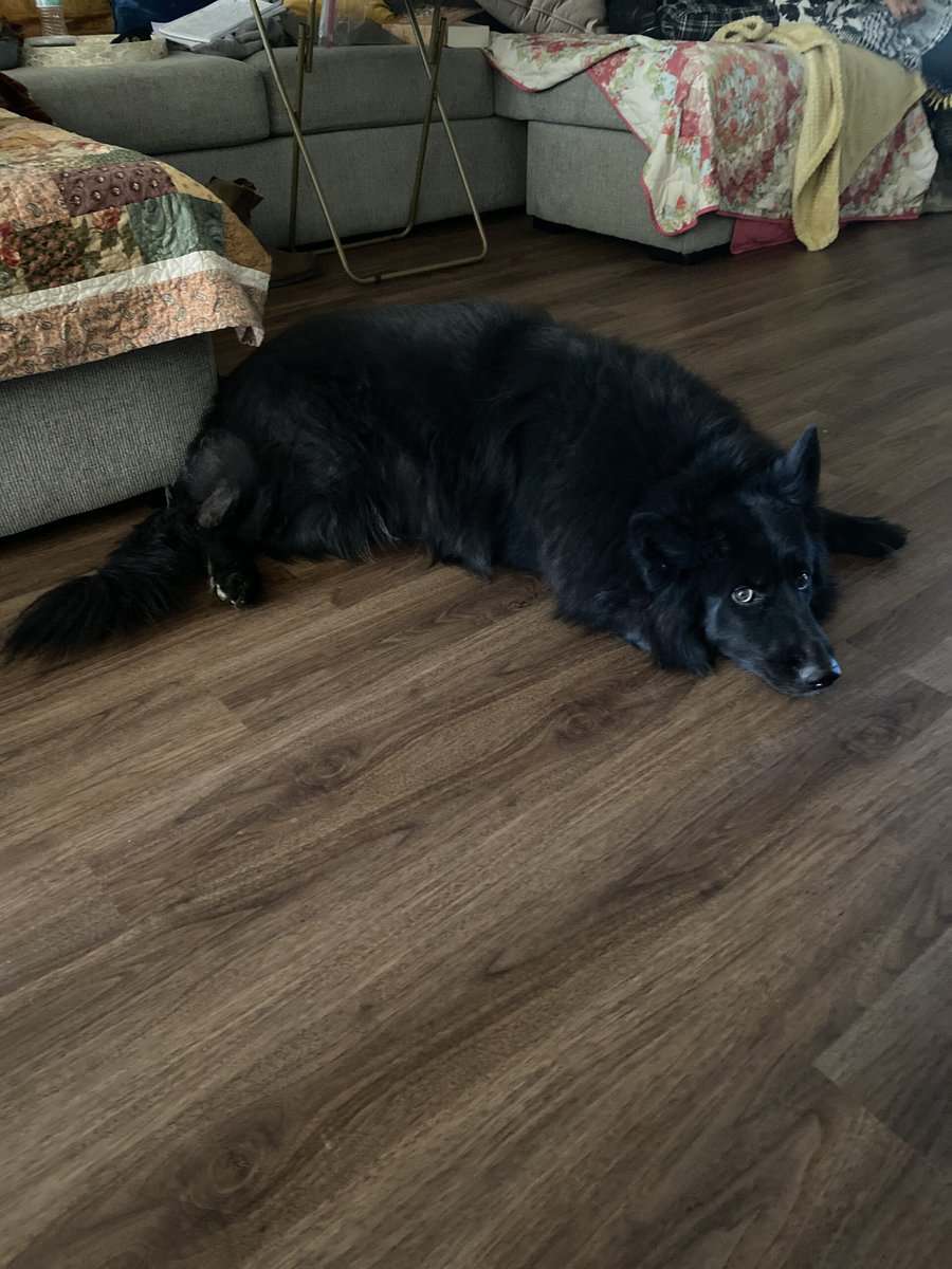 6 year old service dog Chief house broken trained. image 6