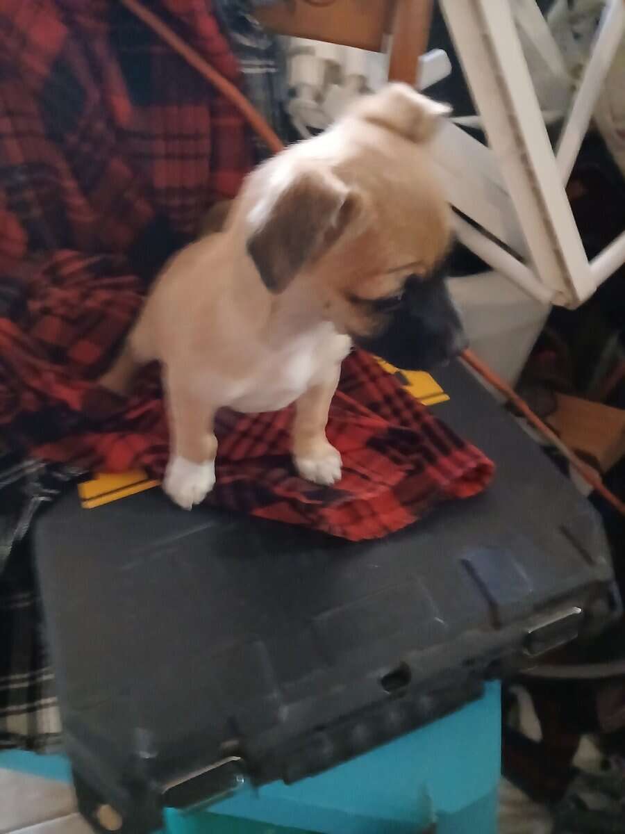 Chihuahua, valentine's, puppy almost 10 weeks image 2
