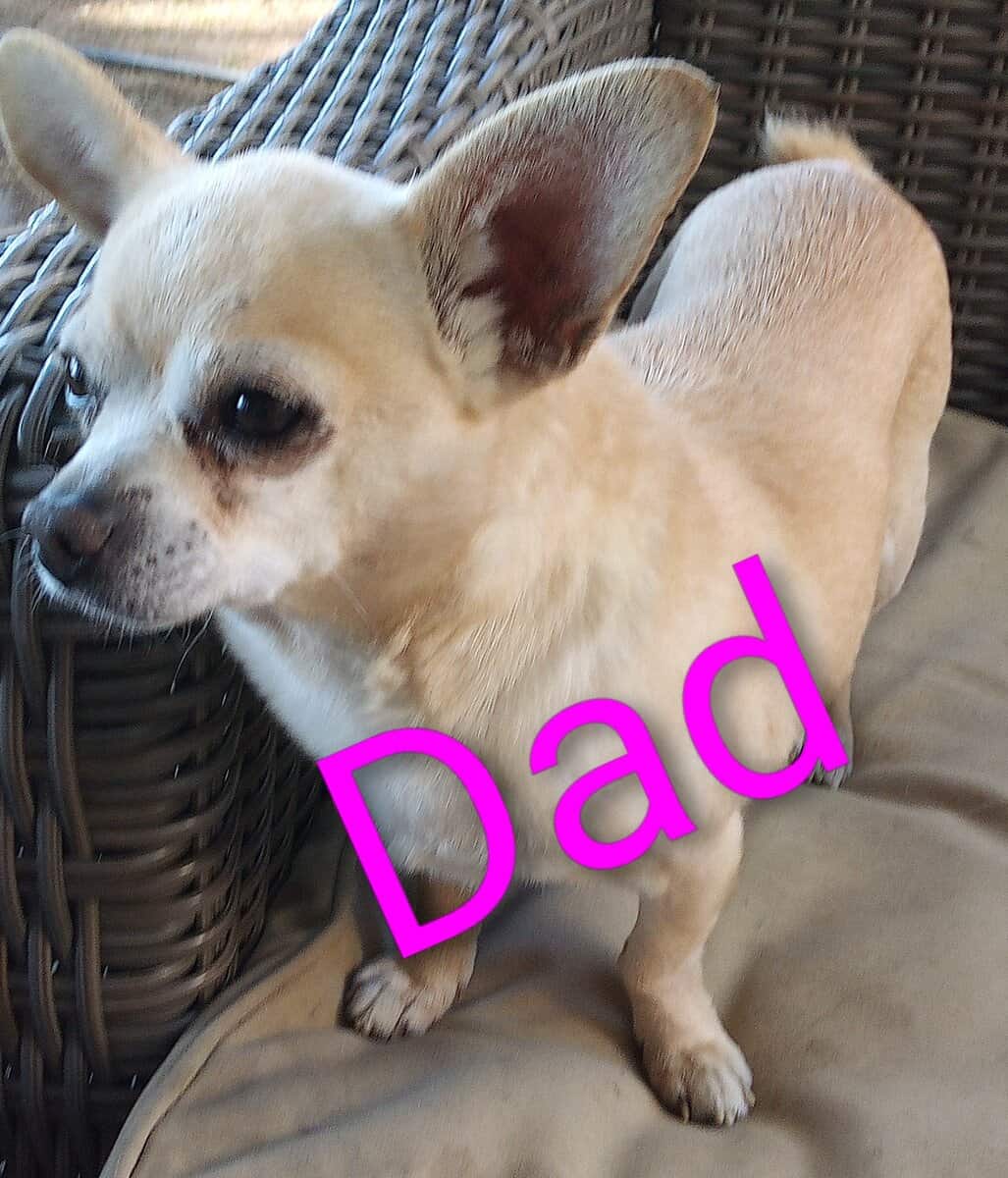 Apple head Chihuahua image 1