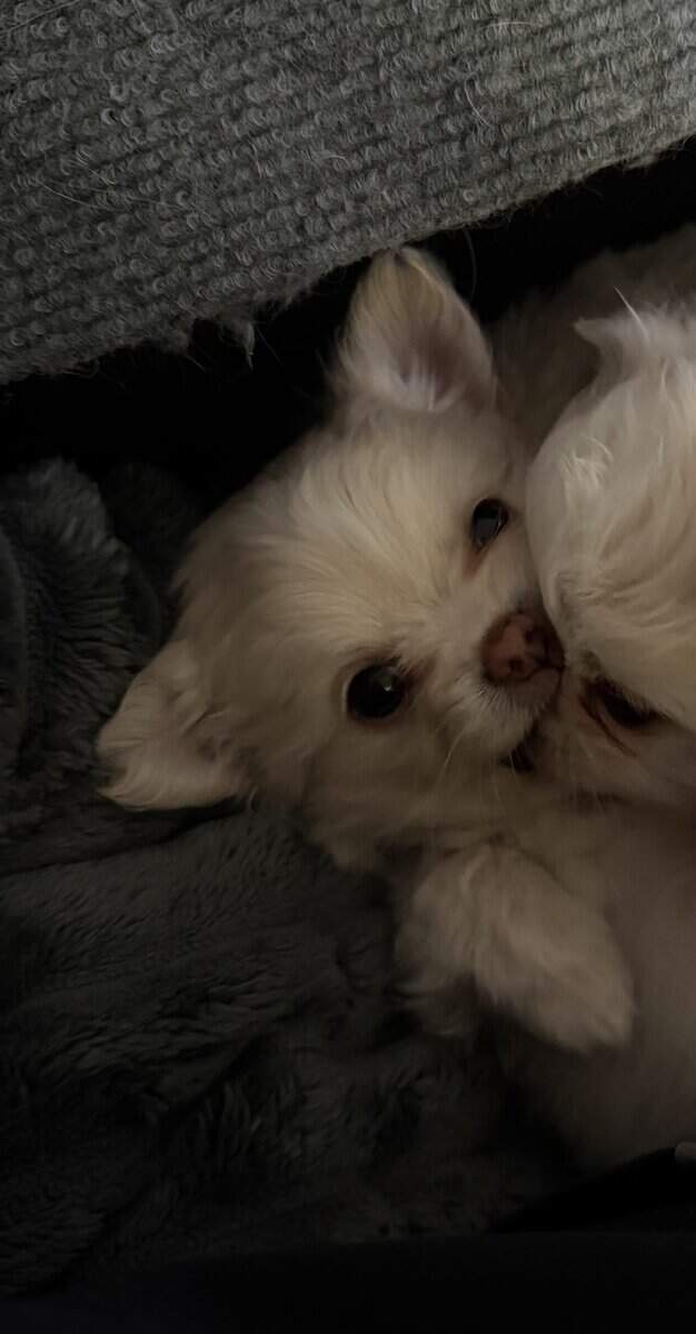 Ziggy image 2