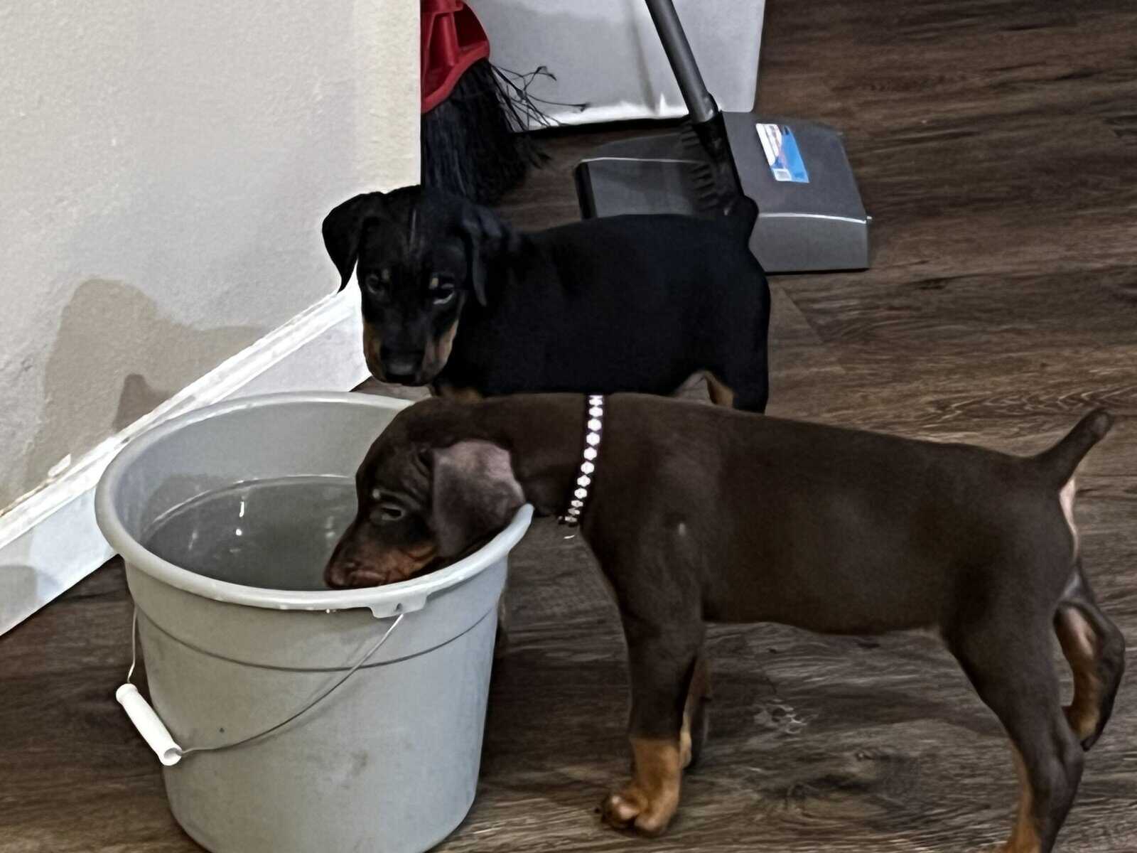 AKC European Doberman Pincher image 9