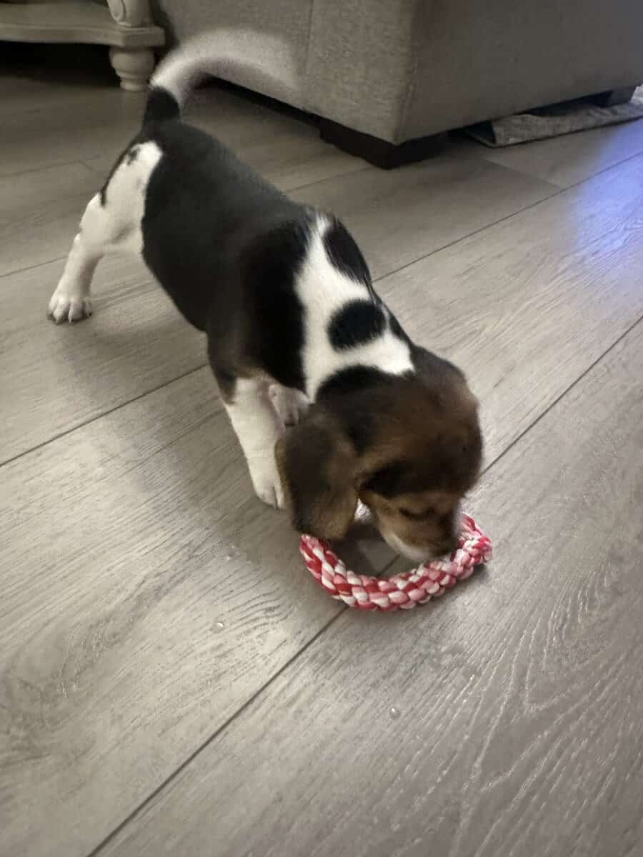 Beagle Puppies image 3