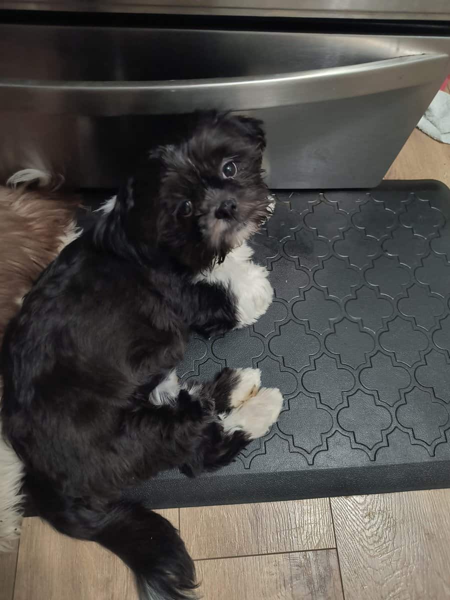 Puppy for sale image 1