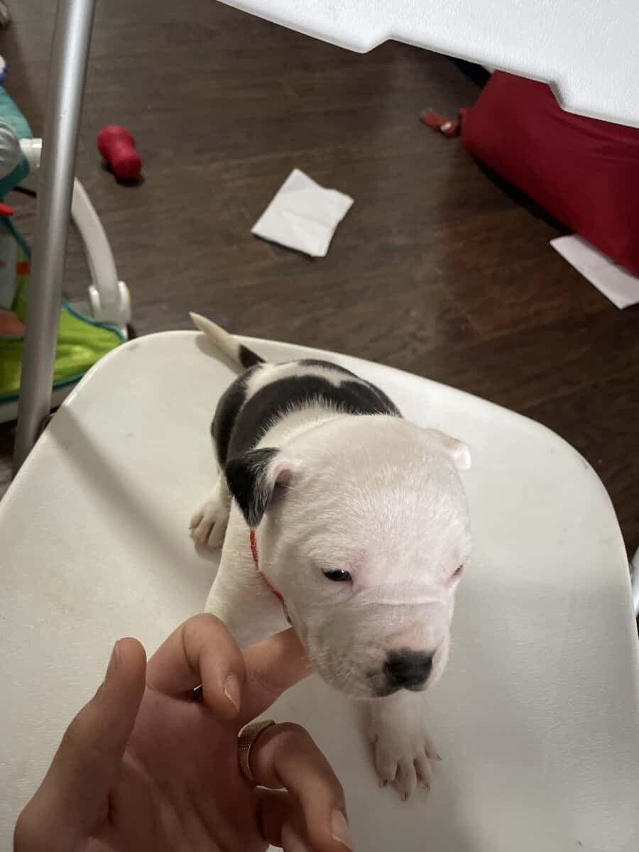 Bully’s dog image 1