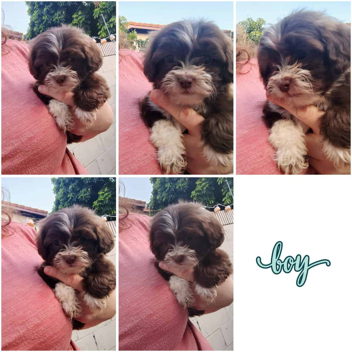Maltese ShihTzu image 3