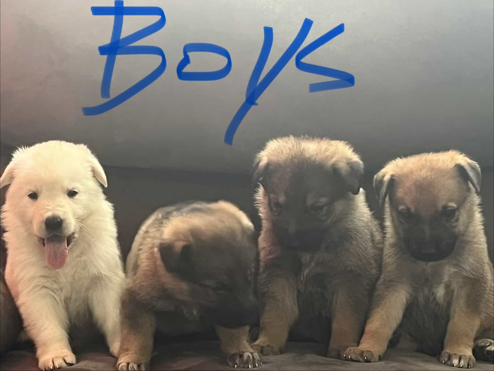 Akc German shepherds image 3
