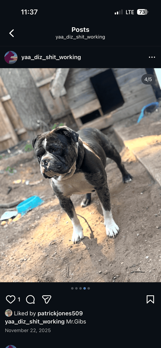 Bulldog x Bully image 2