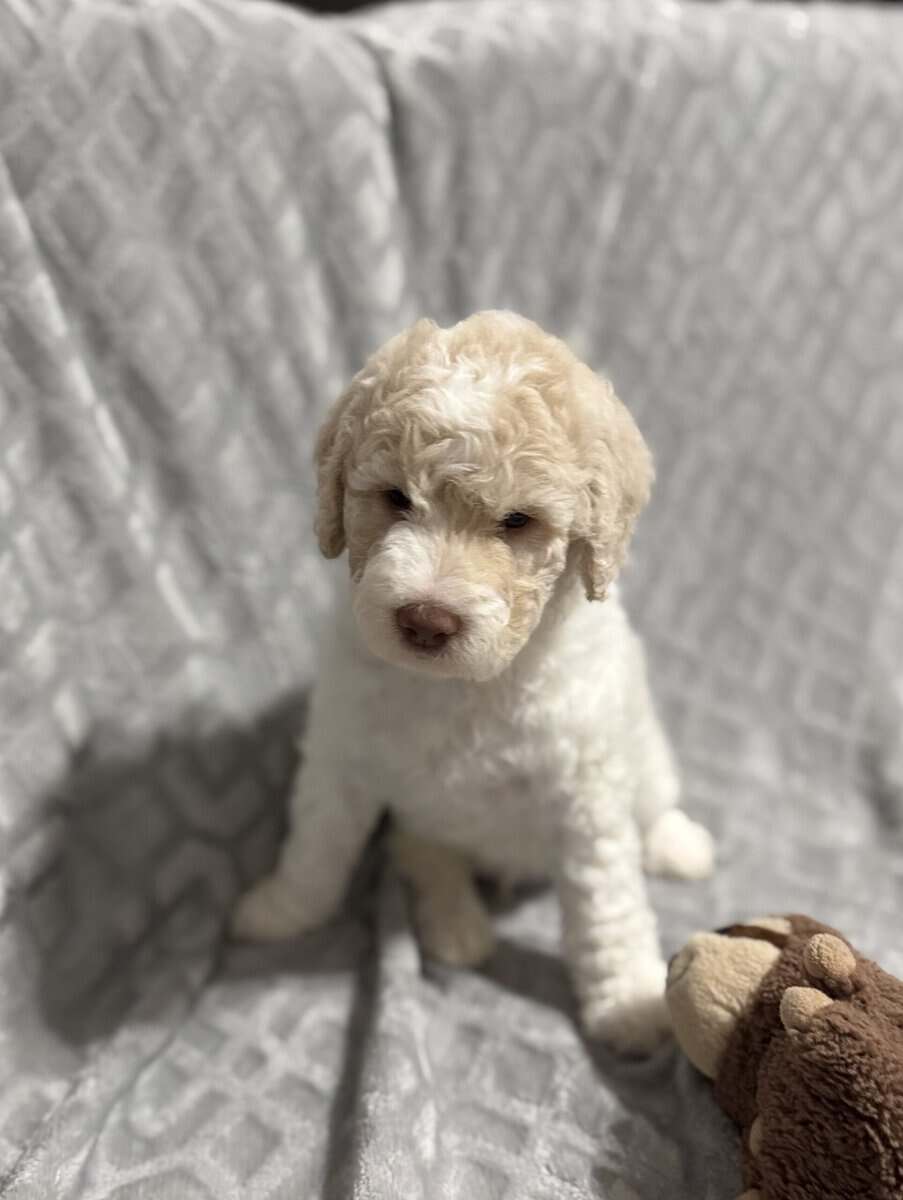 Golden Doodle Puppies image 1
