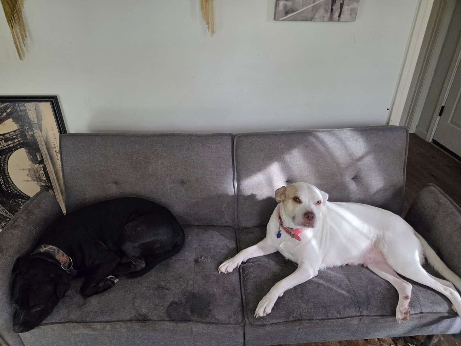 Rehoming friendly pitbulls image 1