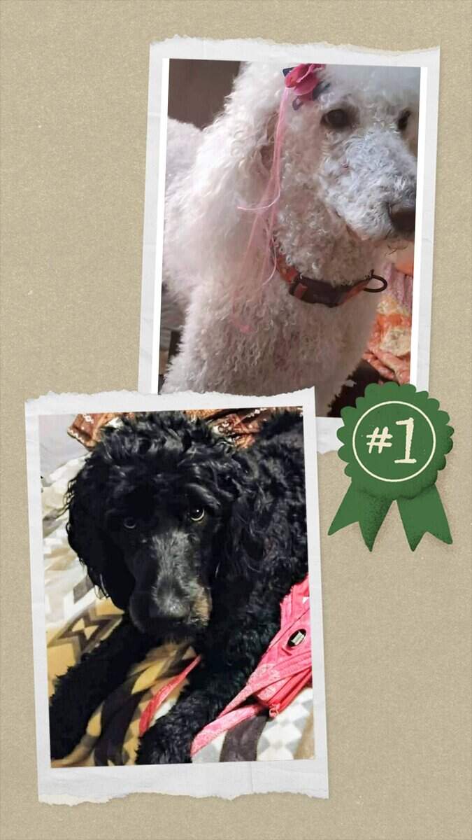 Labradoodles image 7