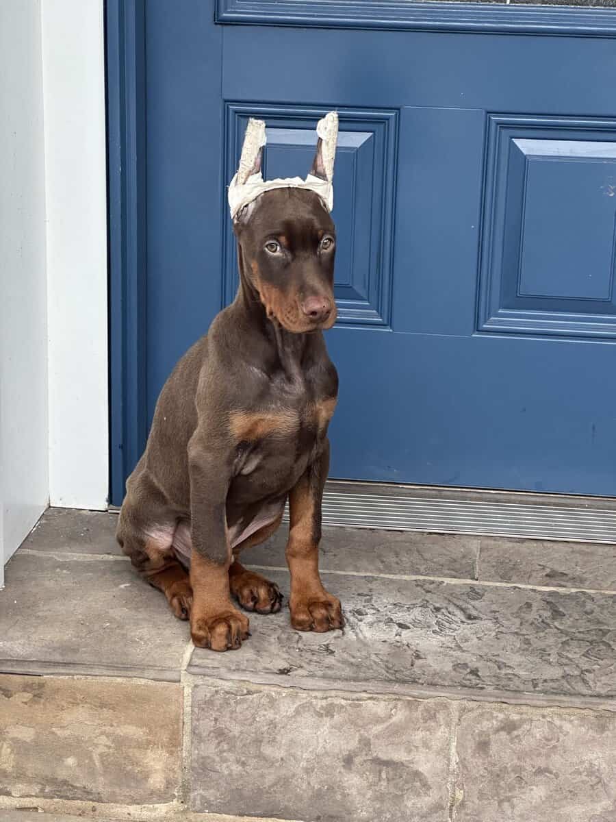 Doberman pinscher image 2