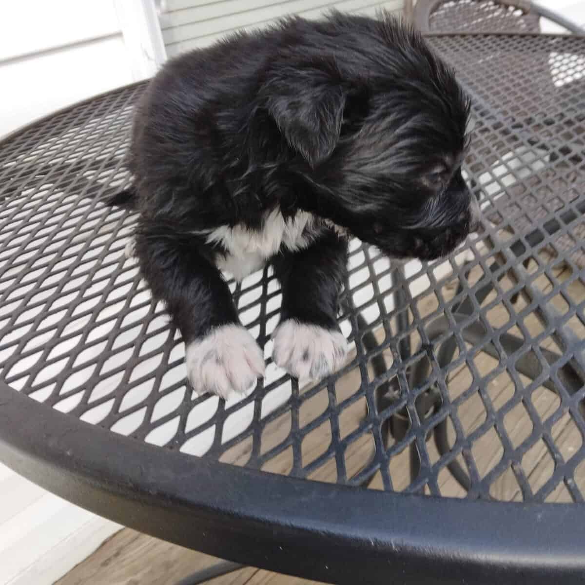 Border Collie/ Golden Retriever Mix male puppies image 10