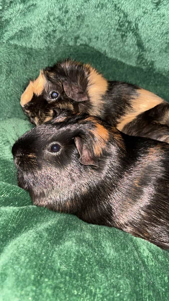 4 Guinea Pigs image 1