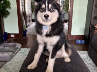 Pomsky