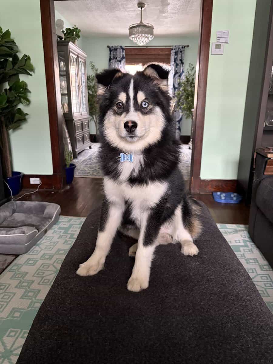 Pomsky image 1