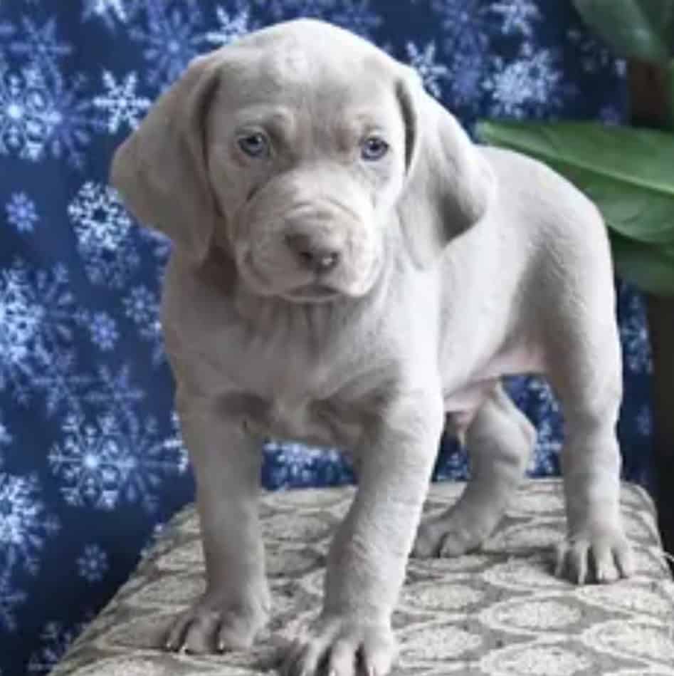 AKC Weimaraner Male Puppies For Sale image 2
