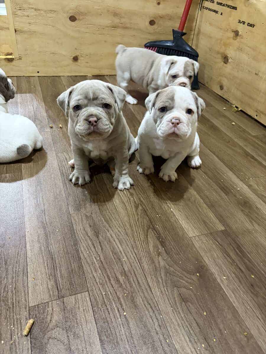 Olde English bulldog puppies image 9