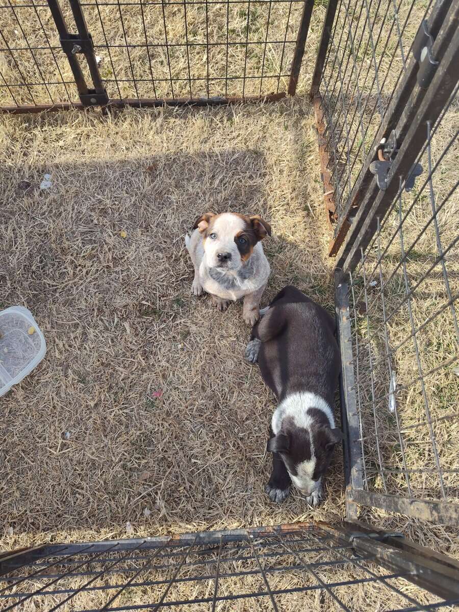 Half Heeler Puppies image 3