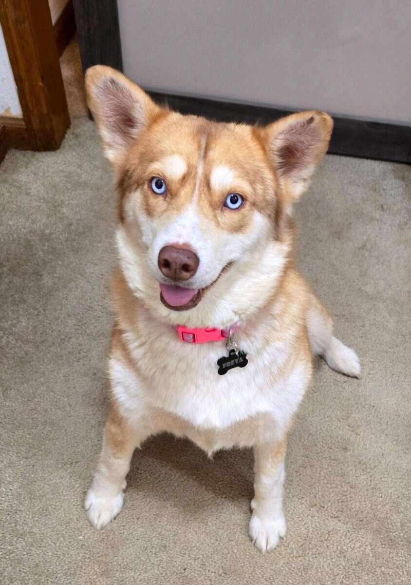 Husky Needs Good Home With Room to Run image 2