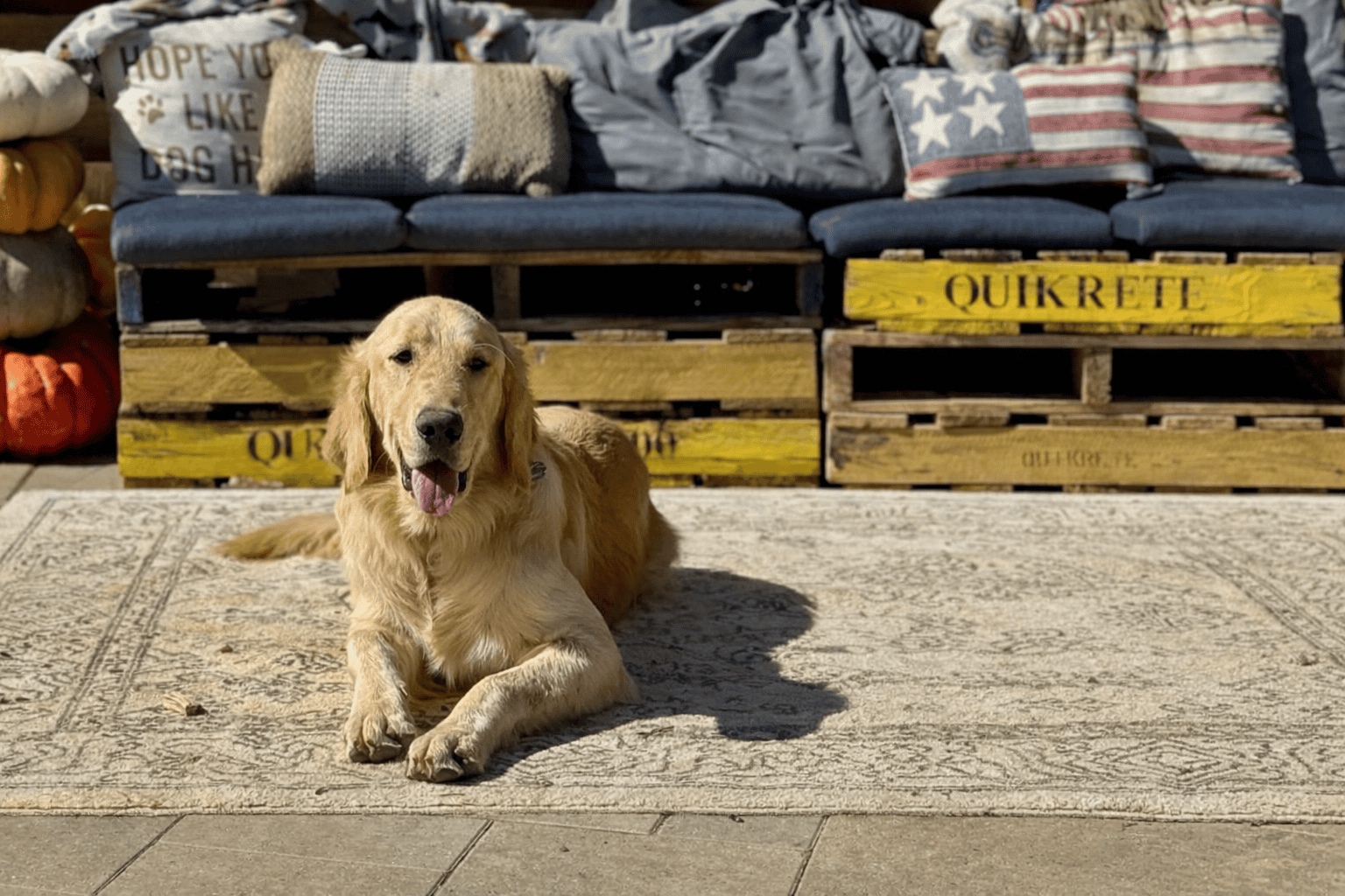 Golden Retriever Heartthrob ❤️ image 2