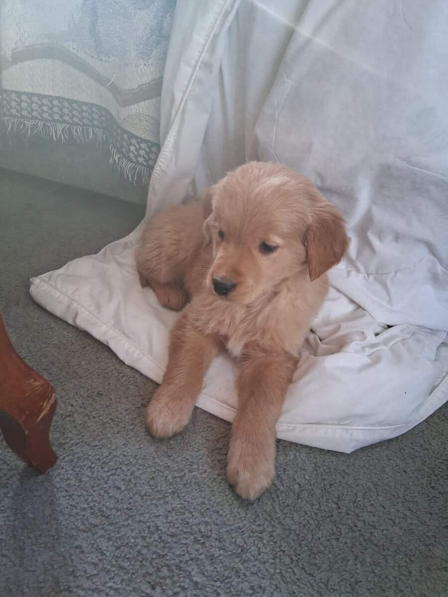 Golden Retriever Puppy image 3