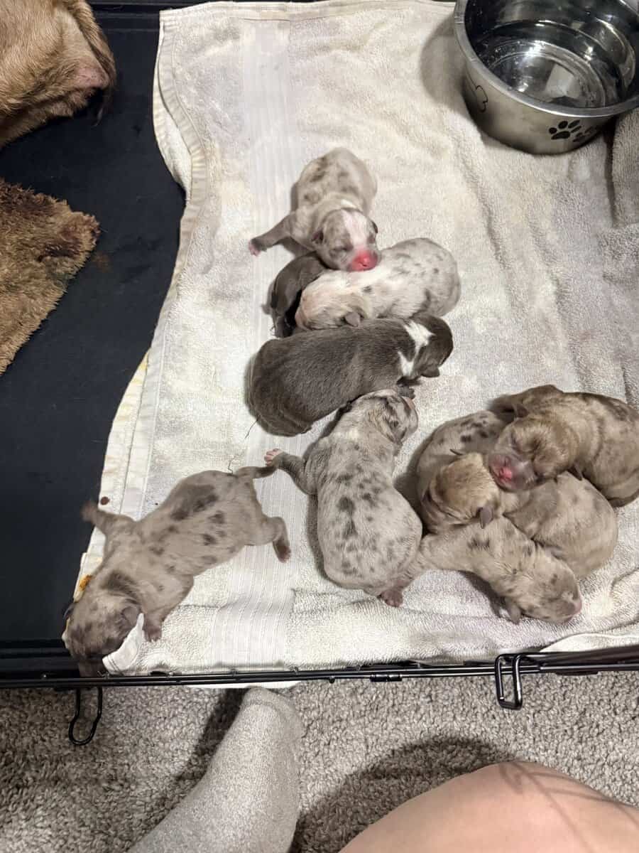 Exotic APB x XL Bully Puppies image 3