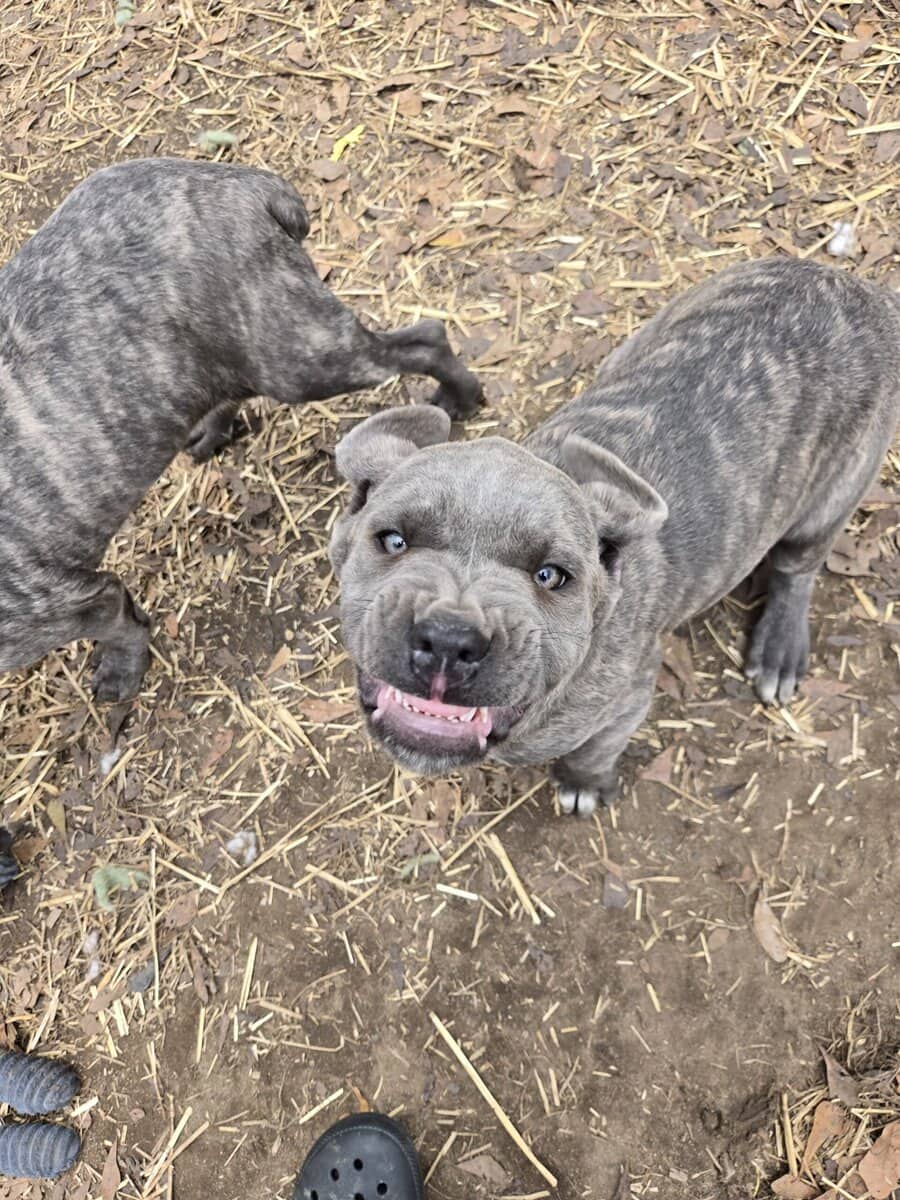 Beautiful Cane corso image 3