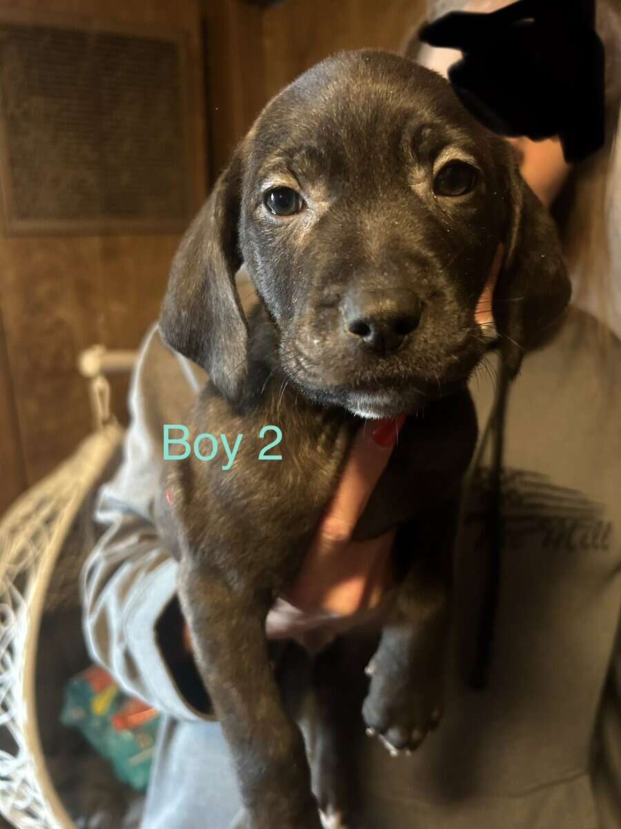 Lab Mix Boy Puppies image 2