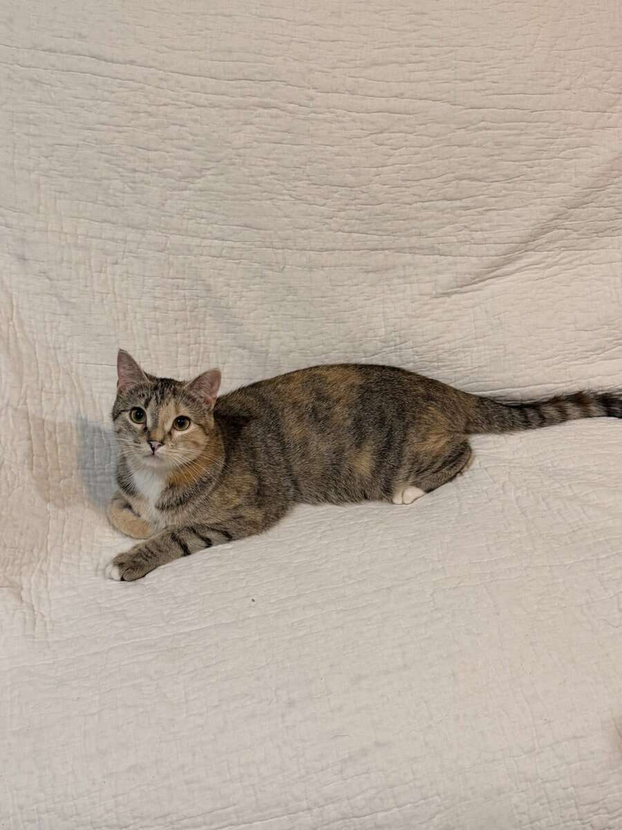 Free cat! I am so energetic and love to play! image 1