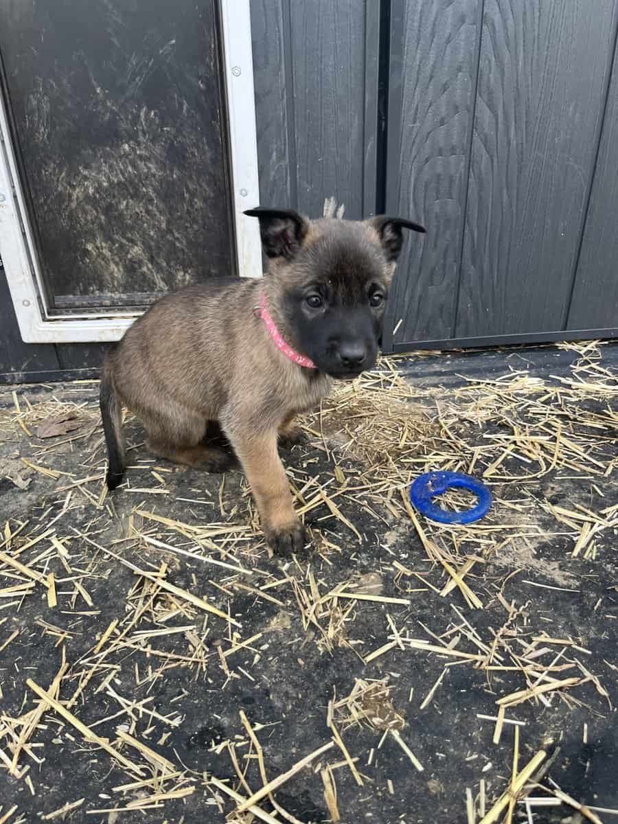 Belgian Shepherd puppies 🐶 image 6