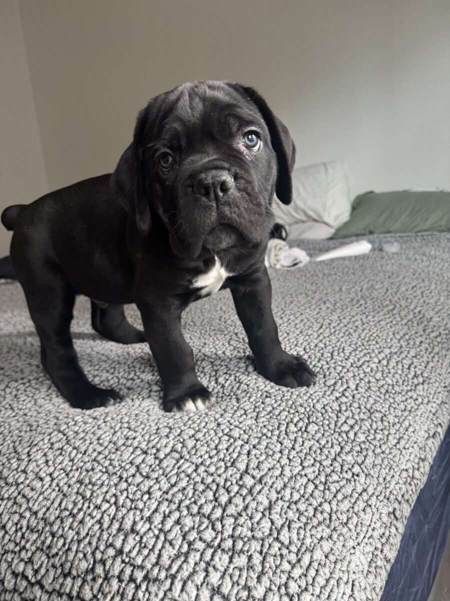 Cane Corso male image 1