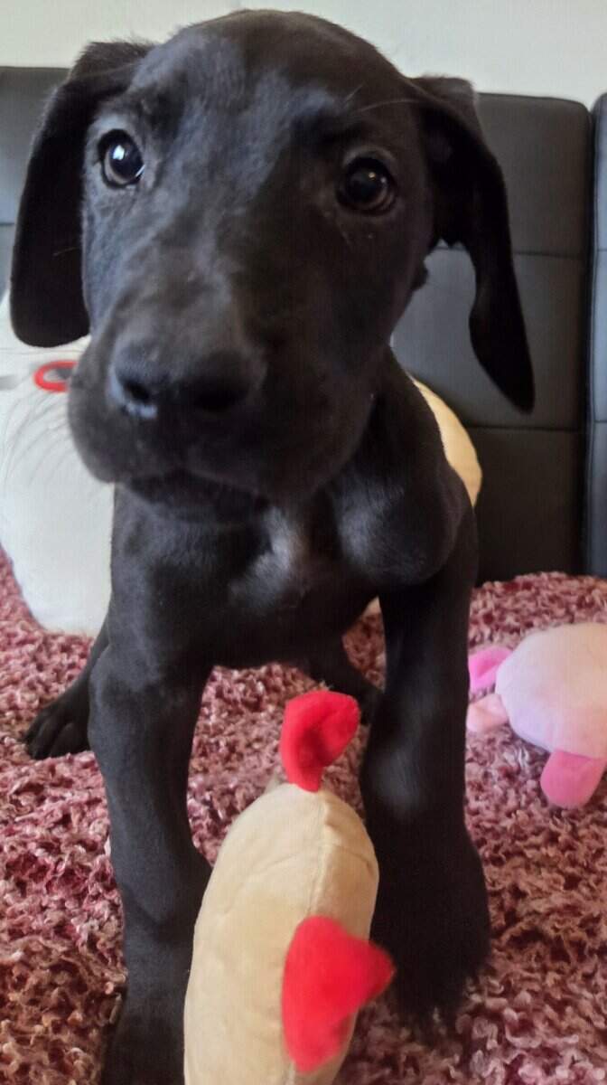 Baby Onyx image 2