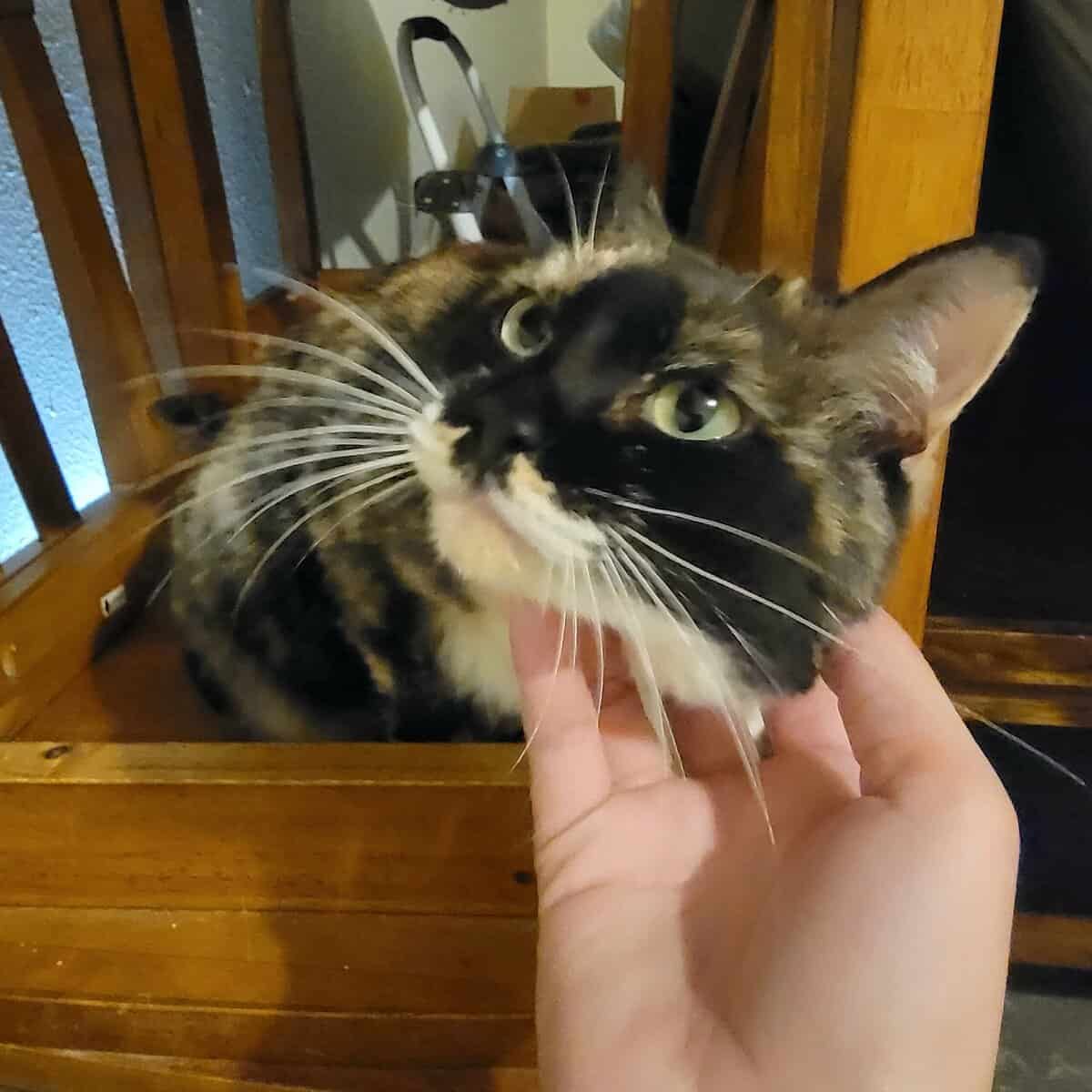 Super Sweet Cat image 1