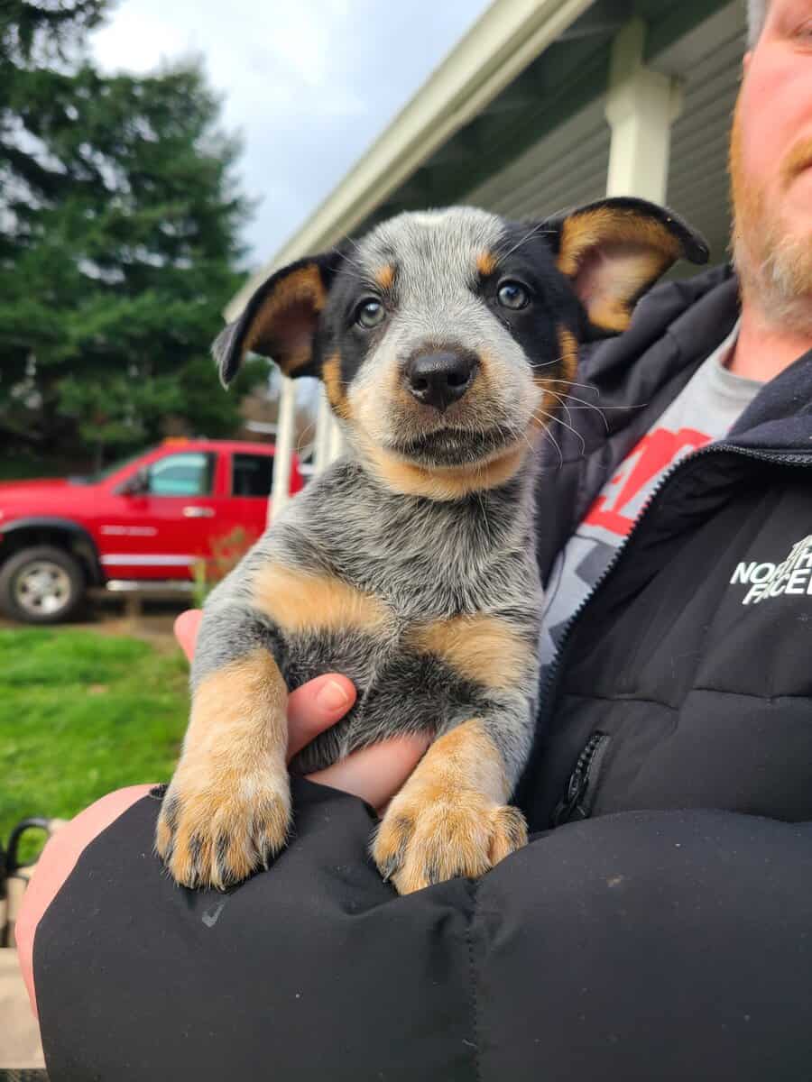 11 week old blue heeler pups image 3