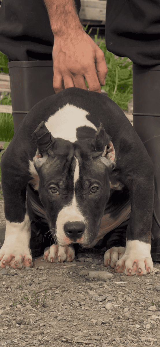 Xl American bully image 1