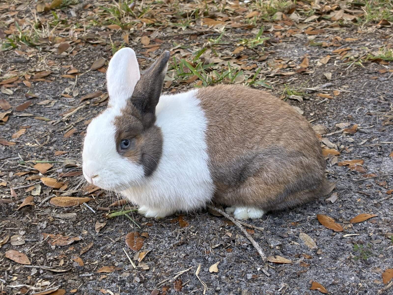 bonded rabbit pair image 3