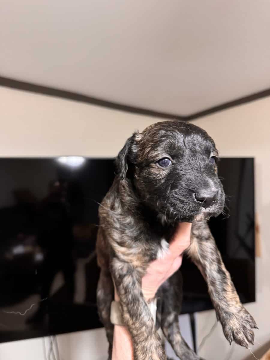 Doberman Pitbull Mix Puppies image 6
