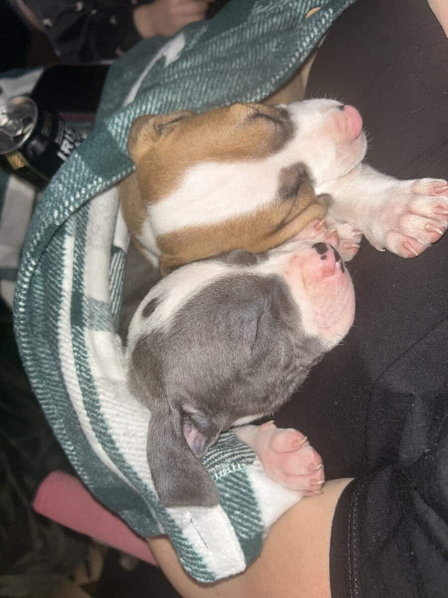 Pure bred pitbull puppies image 5
